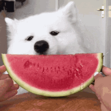 MelonTheFruit